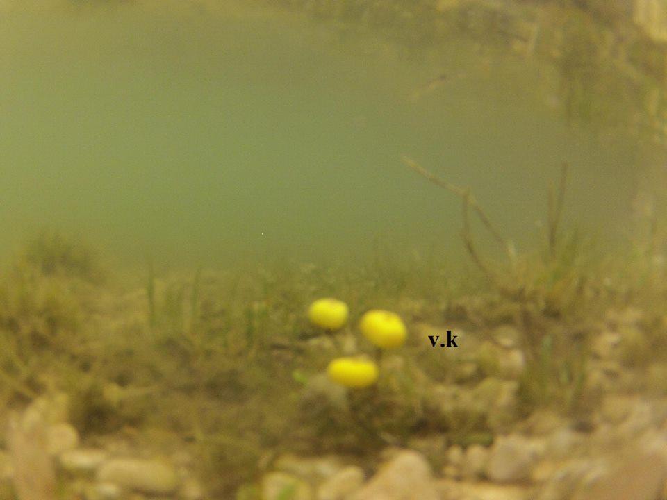 monturi crap - 94134.jpg